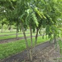 Robinia margaretta 'Casque Rouge' - Foto 3