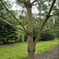 Pinus sylvestris - Foto 1