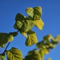 Corylus Avellana 'Aurea' - 2