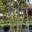 Quercus ilex - 2
