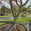 Acer palmatum 'Bloodgood' - 4