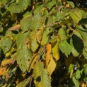 Carpinus betulus 'Pendula' - 6
