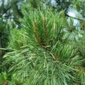 Pinus sylvestris - Foto 1