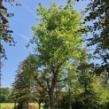 Betula nigra - 4