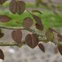 Cercidiphyllum japonicum - Foto 3