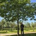 Quercus rubra - 2