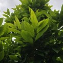 Castanea sativa - 1