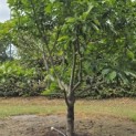 Magnolia 'Susan' - 1