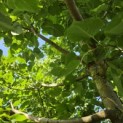 Tilia x europaea 'Euchlora' - 1