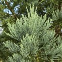 Sequoiadendron giganteum 'Glaucum' - Foto 1