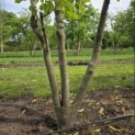 Juglans regia - 3