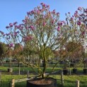 Magnolia 'Susan' - 1