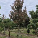Acer rubrum 'Summer Red' - 1