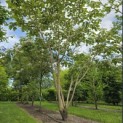 Catalpa erubescens 'Purpurea' - 1