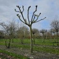 Platanus hispanica - Foto 1