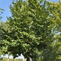 Castanea sativa - 5