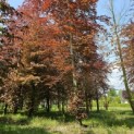 Fagus sylvatica 'Atropunicea' - 4