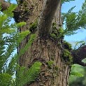 Taxodium distichum 'Peve Minaret' - Foto 8