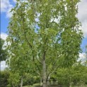 Liquidambar styraciflua 'Stared' - 1