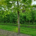Gleditsia triacanthos 'Sunburst' - Afbeelding 1
