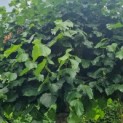 Tilia americana 'Nova' - Foto 1