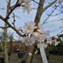 Prunus x Subhirtella 'Autumnalis' - 1