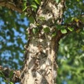 Betula Nigra - 1