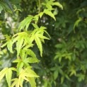 Acer palmatum 'Ryusen' - 6