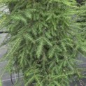 Tsuga canadensis - Foto 1