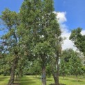 Quercus suber - 1