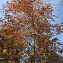 Fagus sylvatica 'Atropunicea' - 4