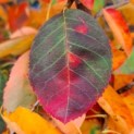 Amelanchier lamarckii - Afbeelding 1