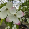 Cornus 'Norman Hadden' - 2