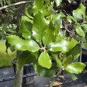 Quercus ilex - 9