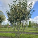 Prunus laur. Caucasica - 6