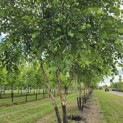 Betula nigra - 4