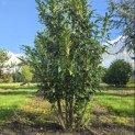 Prunus laurocerasus 'Caucasica' - Foto 2