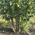 Prunus laurocerasus 'Caucasica' - Foto 1