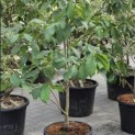 Asimina Triloba - Foto 3