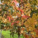 Liquidambar styraciflua - 1