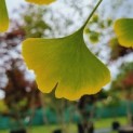 Ginkgo biloba - Foto 2