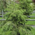 Tsuga canadensis - Foto 1