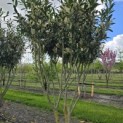 Prunus laur. Caucasica - 5