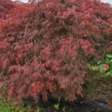 Acer palmatum 'Garnet' - Foto 1
