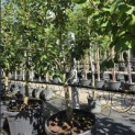 Pyrus communis 'Clapp's Favorite' - Foto 1