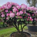 Rhododendron yakushimanum - 2