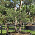 Pinus sylvestris - Foto 1