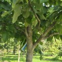Magnolia 'Yellow Bird' - Foto 1