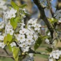 Pyus calleryana 'Chanticleer' - 1