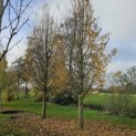 Carpinus betulus 'Frans Fontaine' - Foto 1